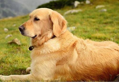 两个月金毛犬的饮食指南，什么是最优选择？