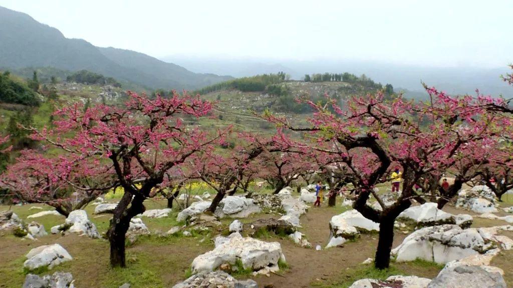 广东省连平县，自然美景与文化底蕴的交融