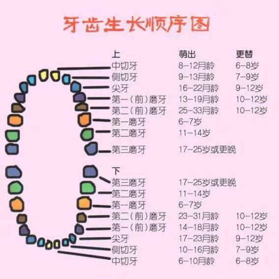 宝宝最晚几个月长牙，关于婴儿牙齿生长的知识与关注