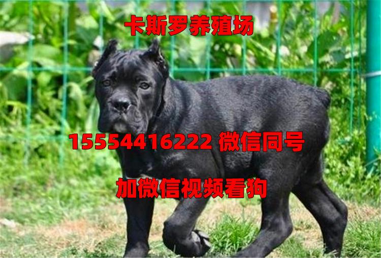 卡斯罗犬的成长之旅，三个月的蜕变与图片记录