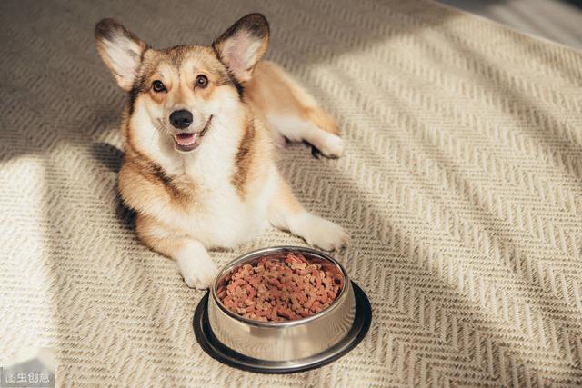 柯基犬五个月成长期的饮食指南，食量与营养需求详解